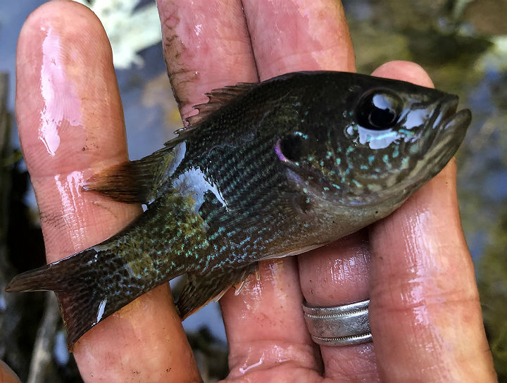 Green Sunfish